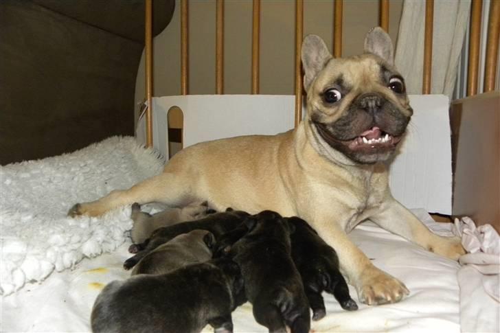 Fransk bulldog missmud - missi med hendes første kuld.dette lavede hun sammen med "viktor" fra kennel skjoldhøjs, hun var alle tiders mor.  billede 9