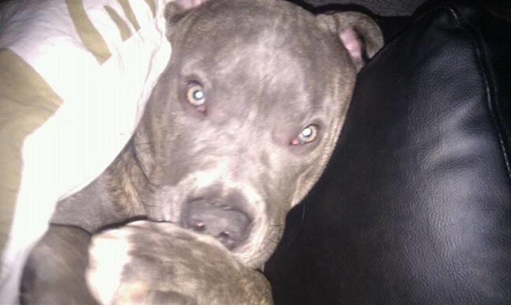 Amerikansk staffordshire terrier ~ Choppy ~ - choppy 8 måneder  billede 13