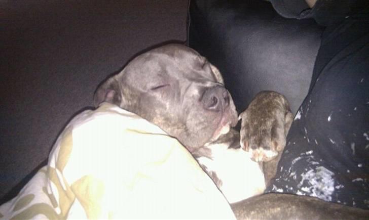 Amerikansk staffordshire terrier ~ Choppy ~ billede 14