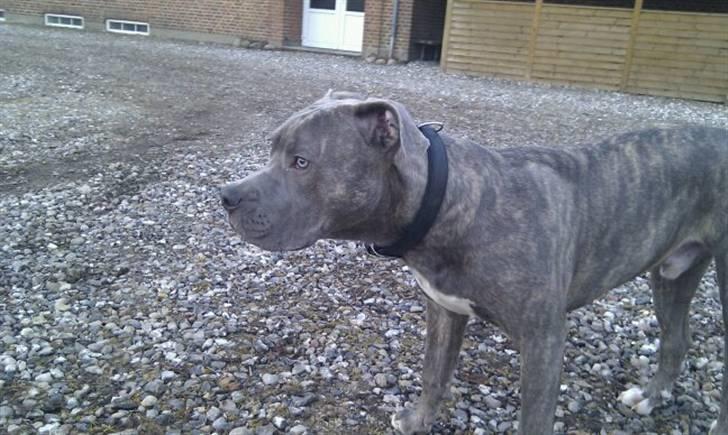 Amerikansk staffordshire terrier ~ Choppy ~ - choppy 8 måneder  billede 15