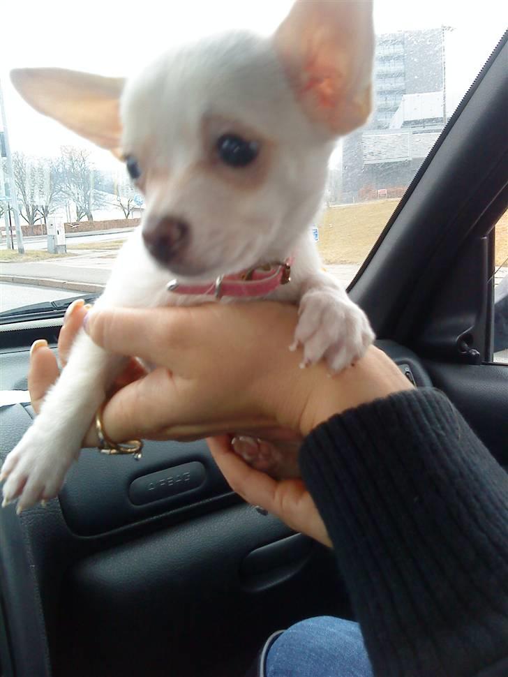 Chihuahua Ester billede 1