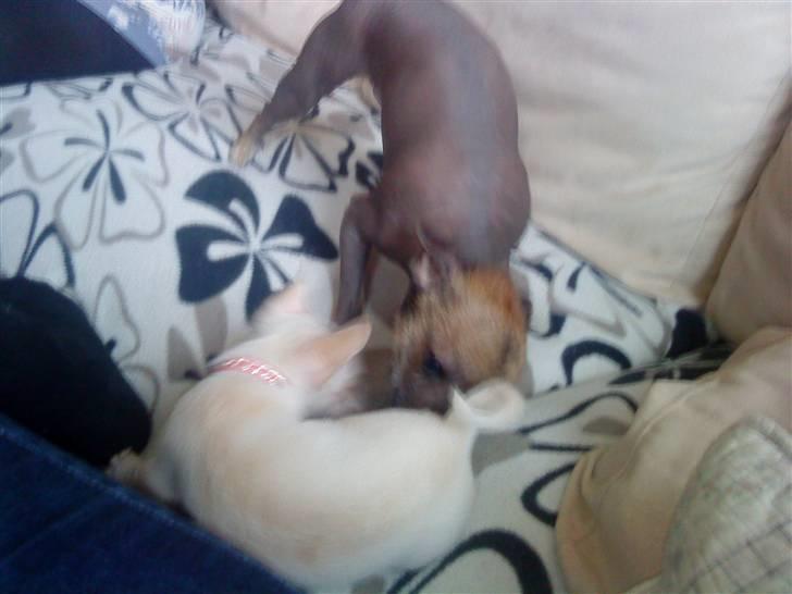 Chihuahua Ester billede 3