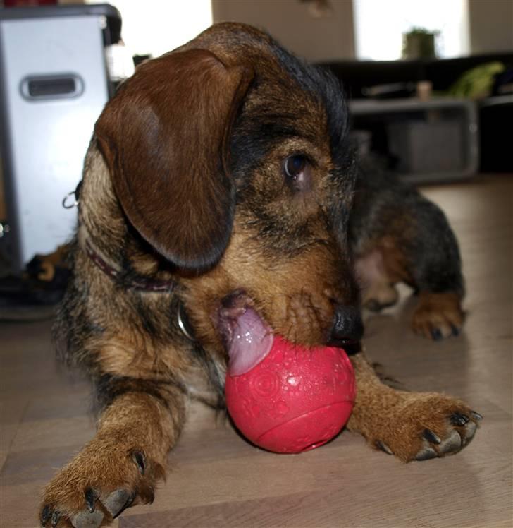 Gravhund Sønderskoven's Conrad - 1) Velkommen billede 3