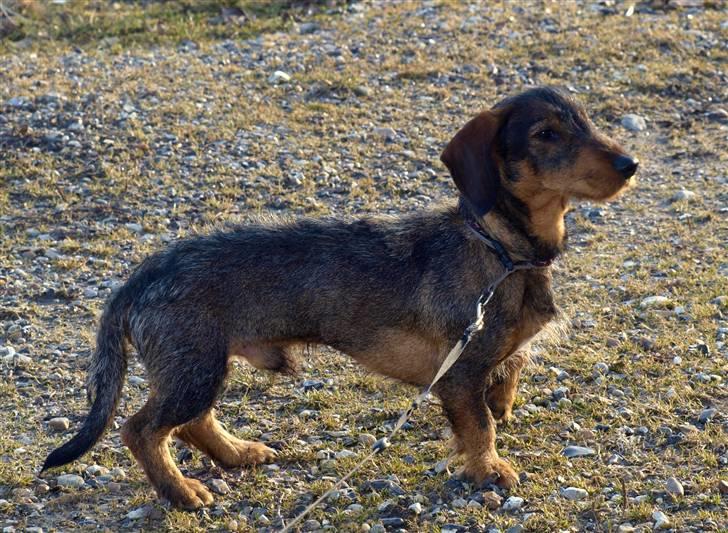 Gravhund Sønderskoven's Conrad billede 4