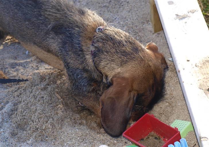 Gravhund Sønderskoven's Conrad billede 6