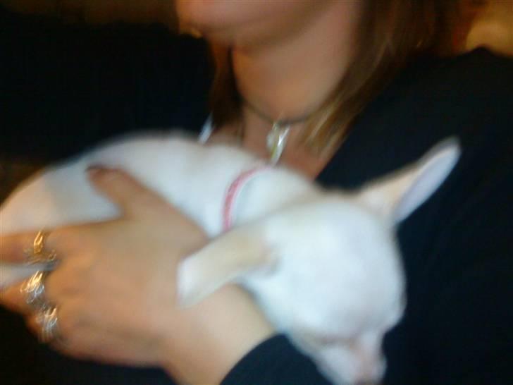 Chihuahua Ester billede 4