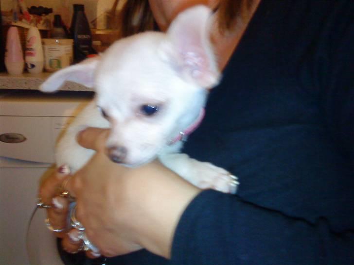 Chihuahua Ester billede 5