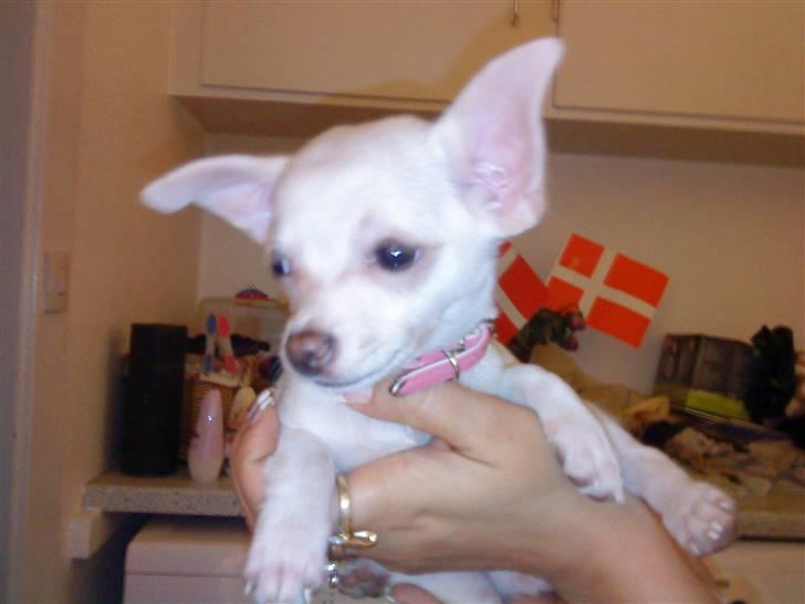 Chihuahua Ester billede 6