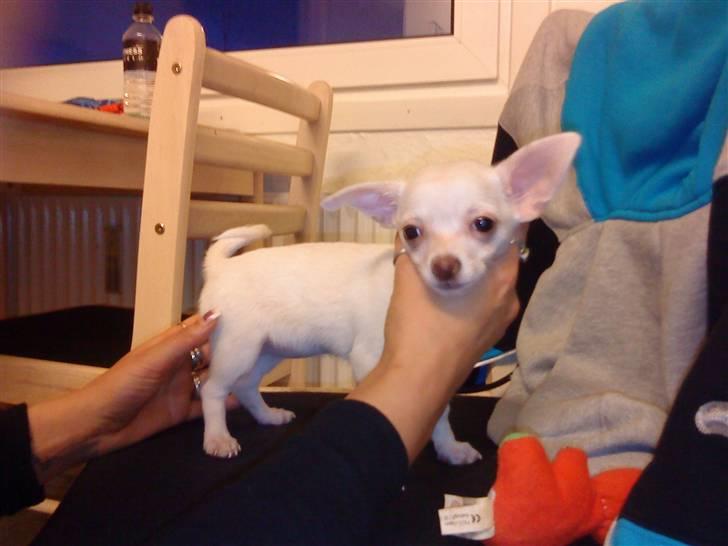 Chihuahua Ester billede 7