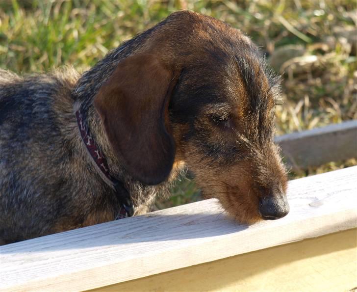 Gravhund Sønderskoven's Conrad billede 8