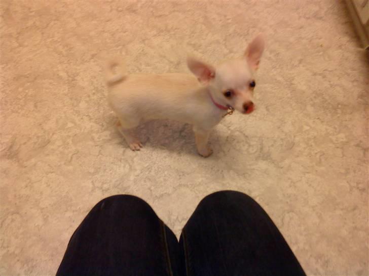 Chihuahua Ester billede 8