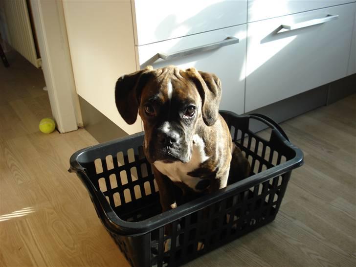 Boxer Akira billede 14