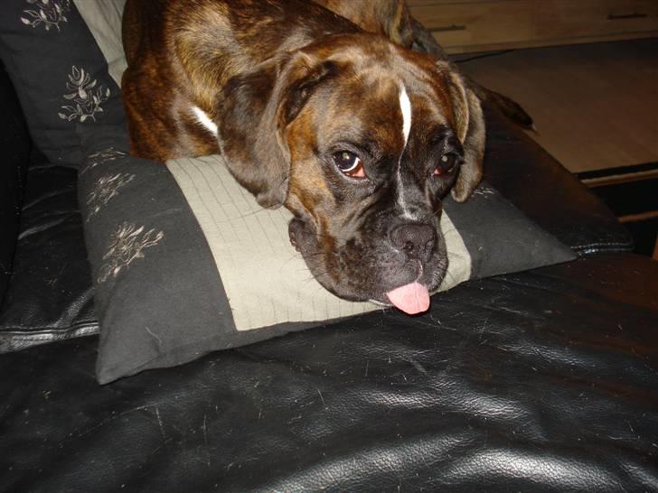 Boxer Akira billede 15