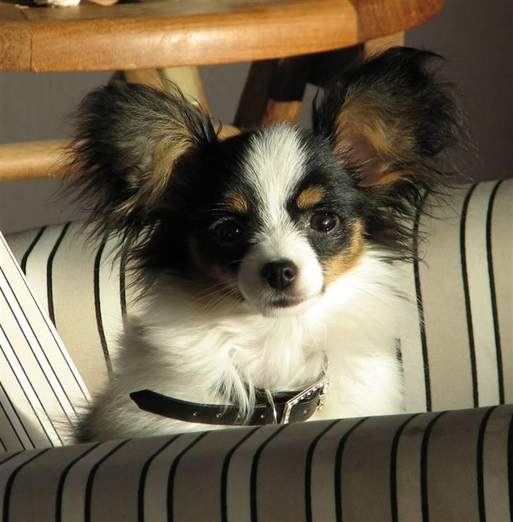 Papillon Chiantie *Prinsessen* billede 7