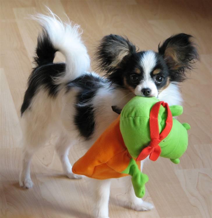 Papillon Chiantie *Prinsessen* billede 8