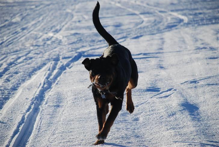 Rottweiler Sascha billede 15