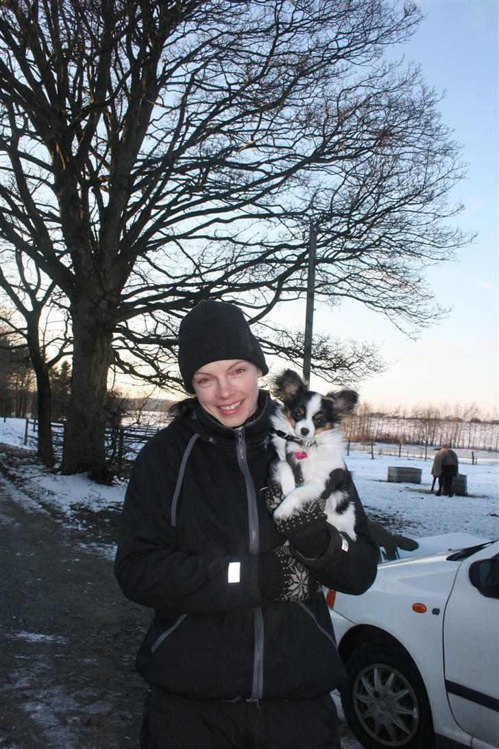 Papillon Chiantie *Prinsessen* billede 9