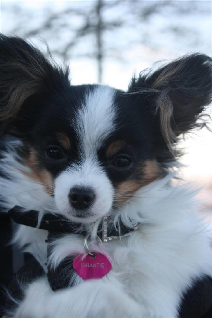 Papillon Chiantie *Prinsessen* billede 10