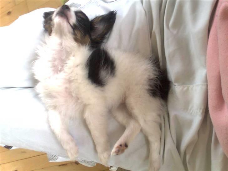 Papillon Chiantie *Prinsessen* - Tak for besøget :-) Husk at ligge en lille hilsen :-) billede 11