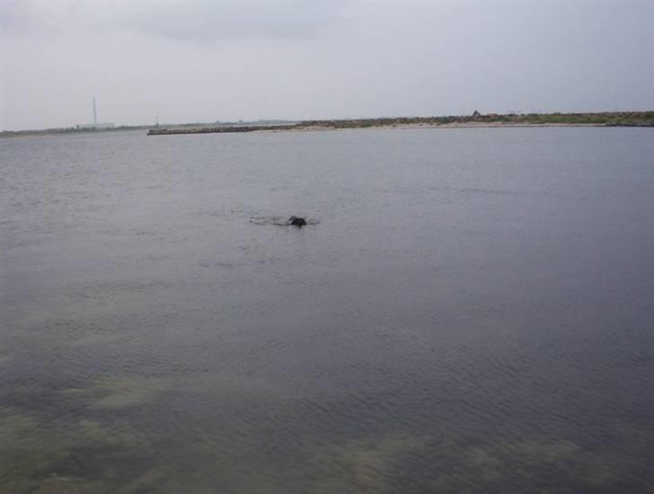 Labrador retriever Felix - Felix er ude og svømme sig en tur, han har lige været ude efter bolden. :) billede 9
