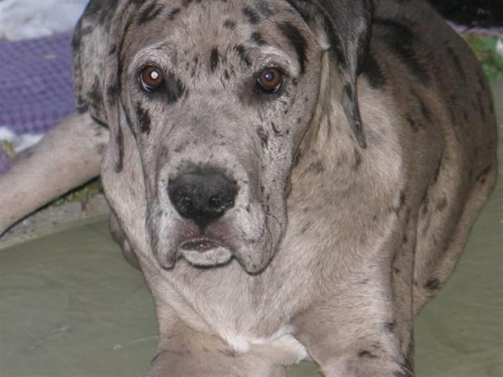 Grand danois Luffe billede 1