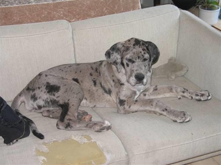 Grand danois Luffe billede 2