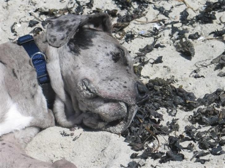 Grand danois Luffe billede 3