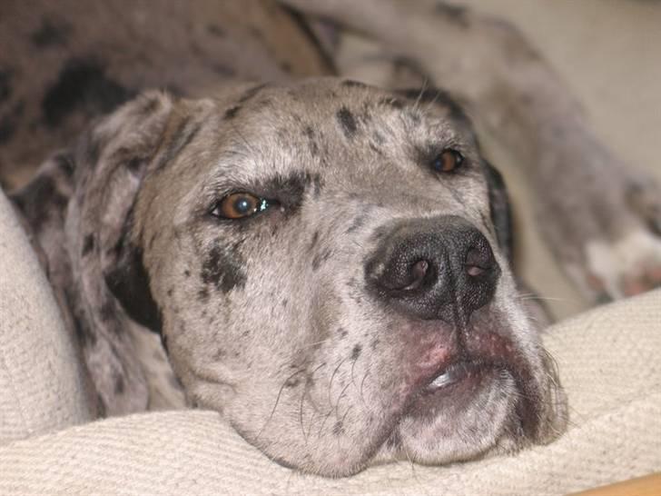 Grand danois Luffe billede 4