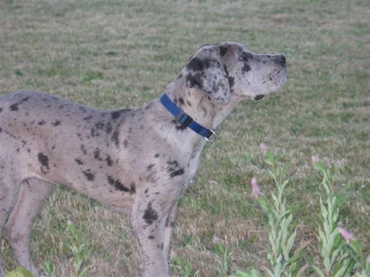 Grand danois Luffe billede 5