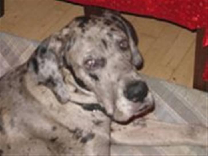 Grand danois Luffe billede 6