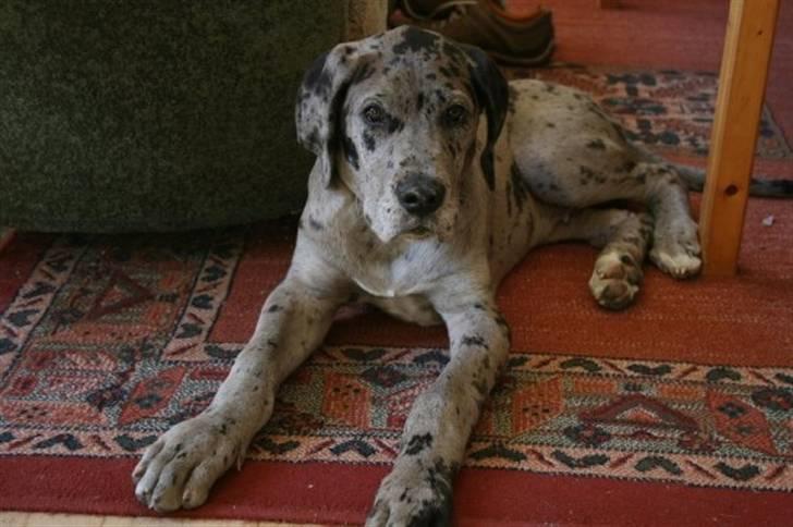 Grand danois Luffe billede 7