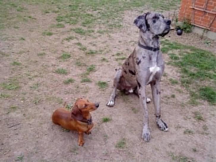 Grand danois Luffe billede 8