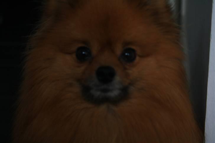 Pomeranian Chicco billede 12