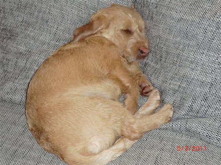 Basset fauve de bretagne Luffe - når lille luffe sover og SNOKER billede 9