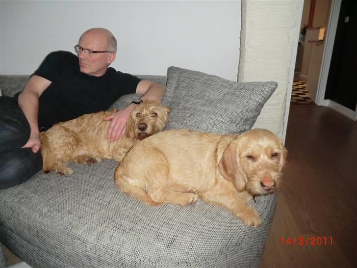 Basset fauve de bretagne Luffe - når vi hykker  billede 10