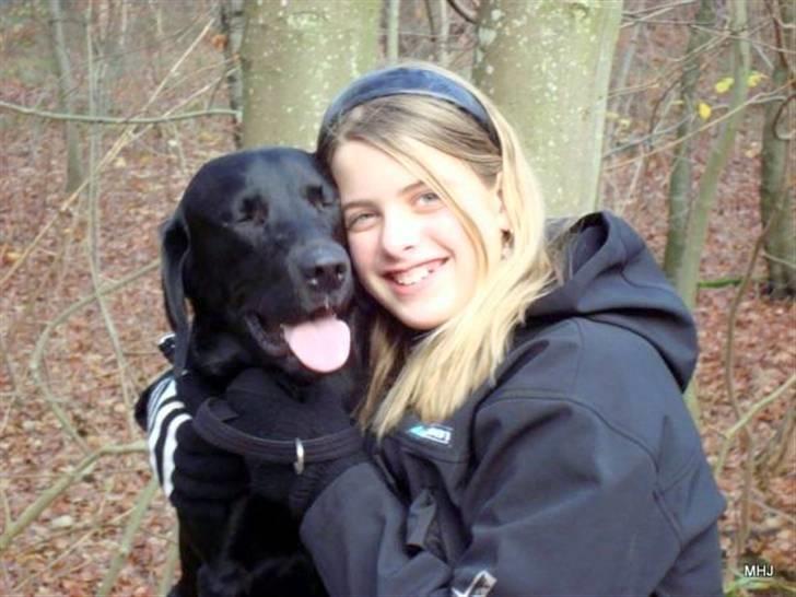 Labrador retriever Santos - På skovtur :] billede 16