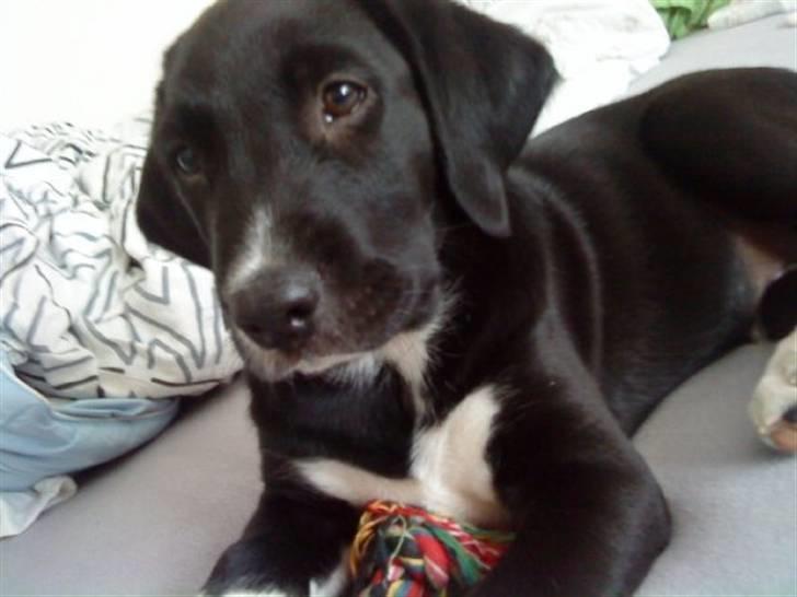 Labrador retriever Balder *Bassen* billede 2