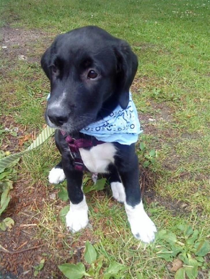 Labrador retriever Balder *Bassen* - Så skulle vi til fødselsdag, og Balder må da også godt være lidt fin :D billede 3