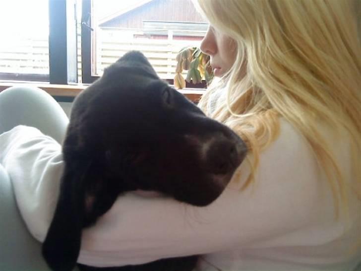 Labrador retriever Balder *Bassen* - Balder hygger med min søs xD billede 4