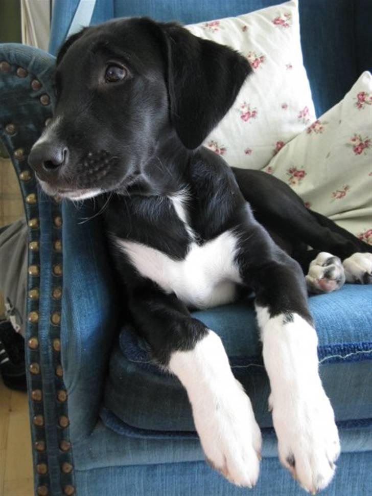 Labrador retriever Balder *Bassen* billede 5