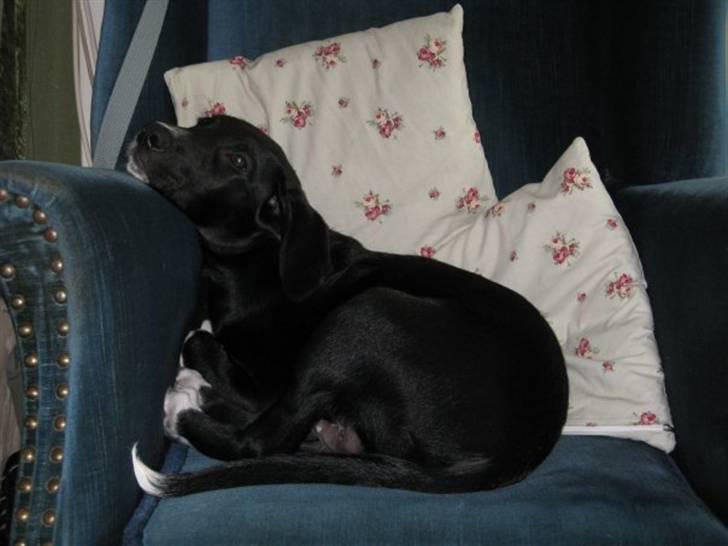 Labrador retriever Balder *Bassen* billede 6