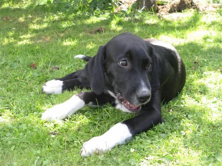 Labrador retriever Balder *Bassen* billede 7