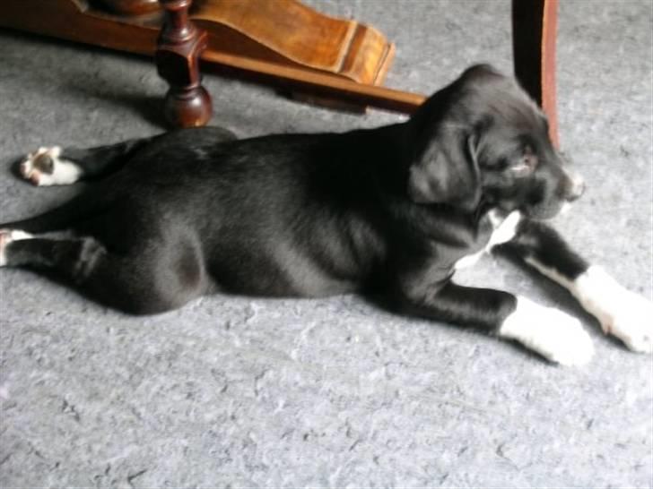 Labrador retriever Balder *Bassen* - frø stilling xD billede 8