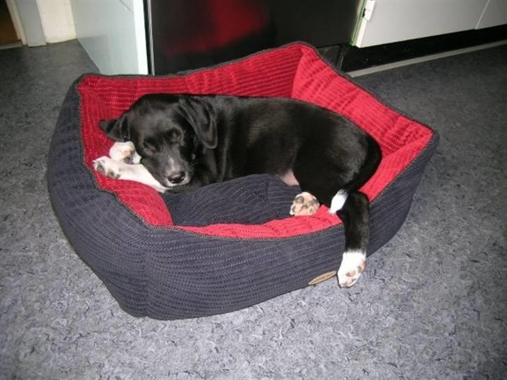 Labrador retriever Balder *Bassen* - Da vi lige havde hentet ham :D billede 9