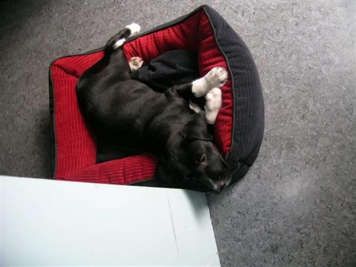 Labrador retriever Balder *Bassen* - Da vi lige havde hentet ham :D billede 10