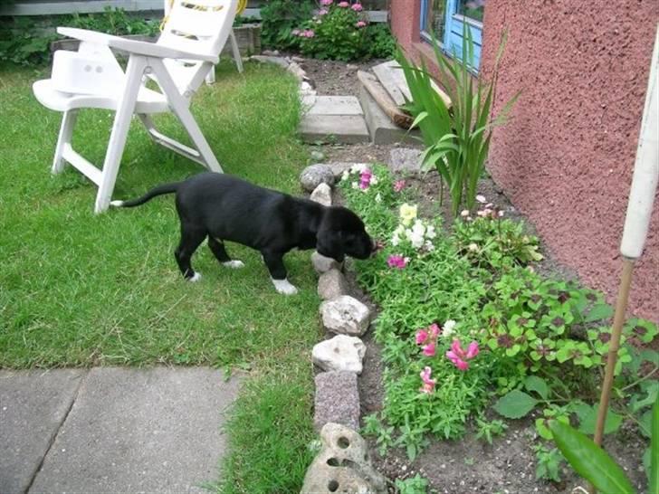 Labrador retriever Balder *Bassen* - Mini Ferdinand d; billede 11