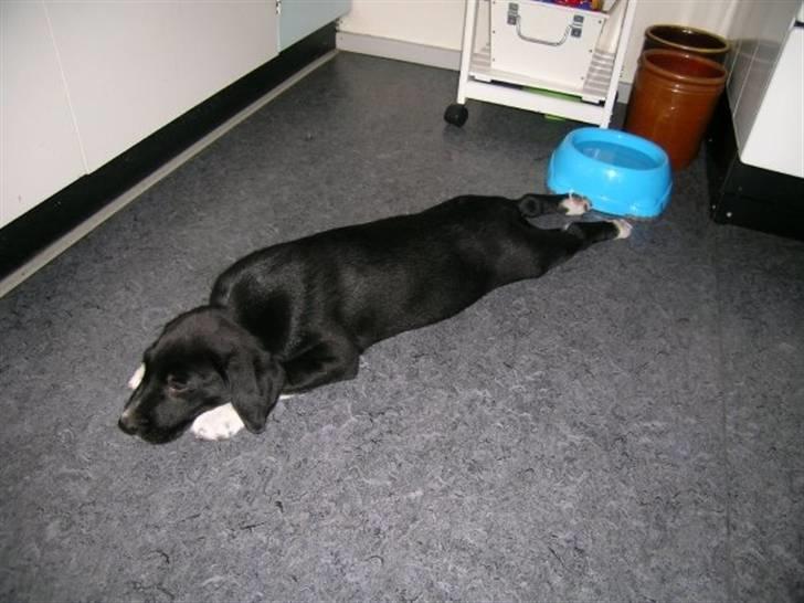 Labrador retriever Balder *Bassen* - Så kan man blive lang d: billede 12