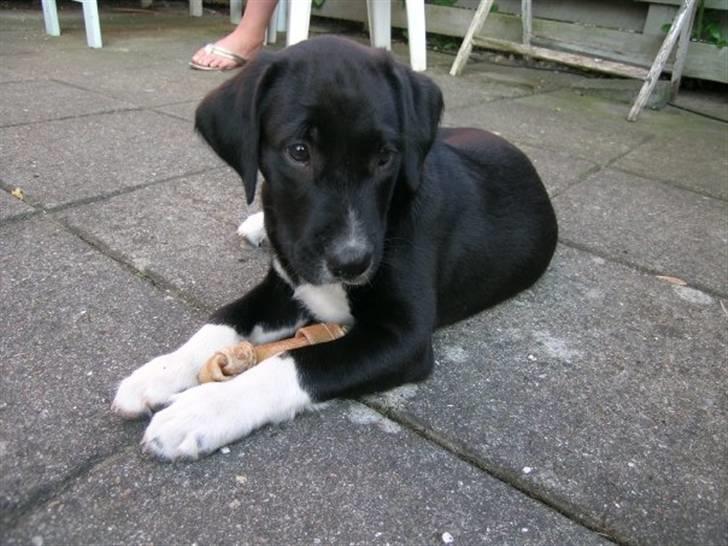 Labrador retriever Balder *Bassen* billede 13