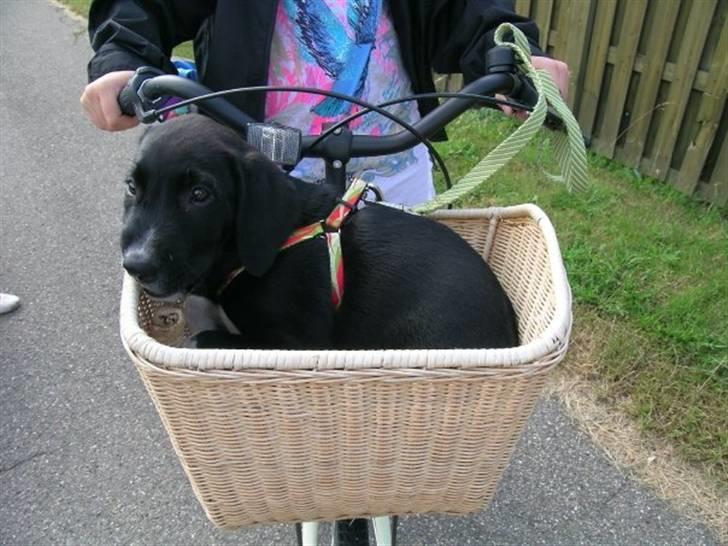 Labrador retriever Balder *Bassen* - ved godt hans hoved ser lidt sjovt ud men det er det eneste billed jeg har, hvor han sidder i cykel kurven :D billede 14