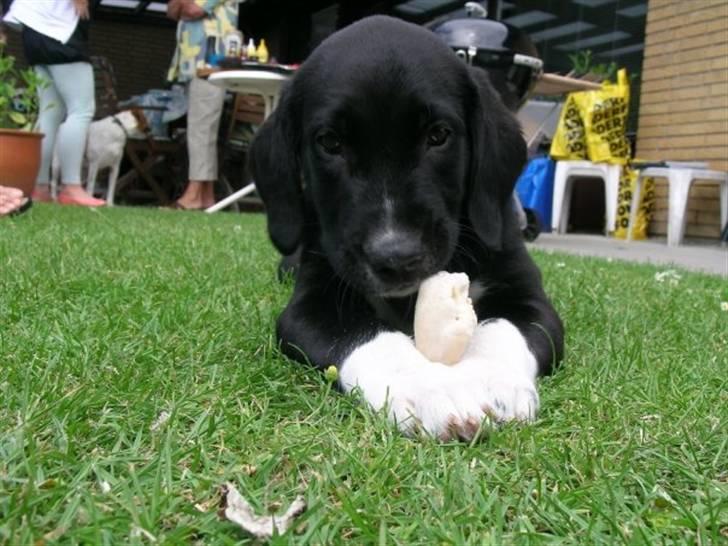 Labrador retriever Balder *Bassen* billede 15